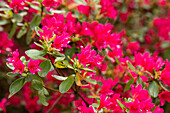 Rhododendron obtusum, pink