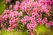 Rhododendron obtusum, pink