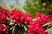 Rhododendron, rot