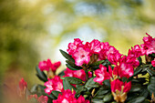 Rhododendron yakushimanum 'Kokette'