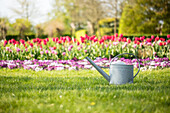 Watering can in the garden