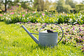 Watering can in the garden