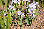 Iris barbata-media 'Libellula'