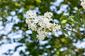 Syringa hyacinthiflora 'Sister Justena'