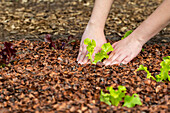 Planting lettuce