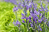 Camassia leichtlinii 'Caerulea'