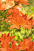 Rhododendron kosterianum