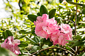Rhododendron williamsianum 'Rosa Wunder'