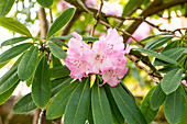 Rhododendron sutchuenense var. geraldii