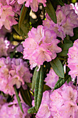 Rhododendron 'Prof. Dr Drude'