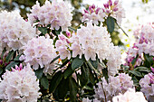 Rhododendron 'Jewess'