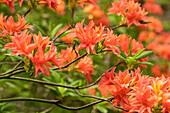 Rhododendron rustica 'Freya'