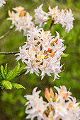 Rhododendron mixtum 'Ariadne'