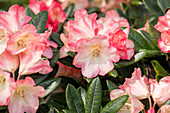 Rhododendron yakushimanum 'Kaza'