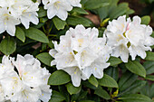 Rhododendron yakushimanum 'Schneekristall'