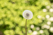 Taraxacum officinale