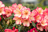 Rhododendron yakushimanum 'Barbarella'