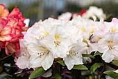 Rhododendron yakushimanum 'Ken Janeck'