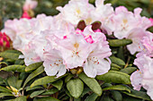 Rhododendron 'Silver Copper'