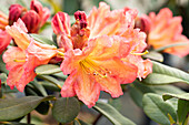 Rhododendron 'September Song'