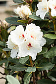 Rhododendron 'Schneespiegel'®