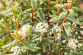 Rhododendron groenlandicum