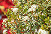 Rhododendron groenlandicum