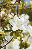 Rhododendron obtusum 'Luzi'