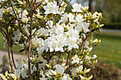 Rhododendron obtusum 'Luzi'