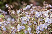 Polemonium reptans 'Stairway to Heaven'®