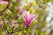 Magnolia liliiflora 'Susan'