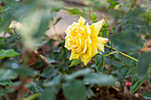 Rosa 'Golden Lace'