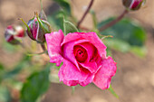 Rosa 'Tom Tom'