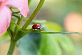 Ladybird on a rose