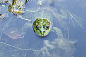 Frog in the pond