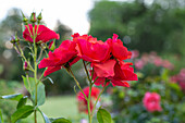 Shrub rose, red