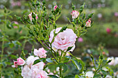 Strauchrose, hellrosa