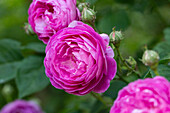 Rosa 'Forstmeisters Heim'