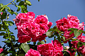 Rosa 'Rudolfina'