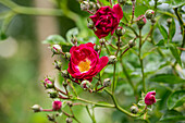 Rosa 'Purpurtraum'