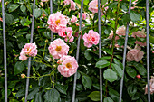 Rosa 'Rosario'