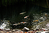 Koi in the pond