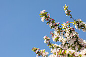 Malus x moerlandsii 'Red Sentinel'