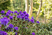 Rhododendron impeditum 'Azurika'