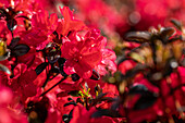 Rhododendron obtusum 'Maruschka'®