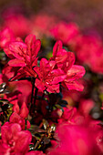 Rhododendron obtusum 'Maruschka'®