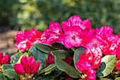 Rhododendron yakushimanum 'Kokette'