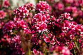 Rhododendron obtusum, rosa