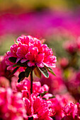 Rhododendron obtusum, pink