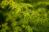 Acer palmatum 'Seiryu'